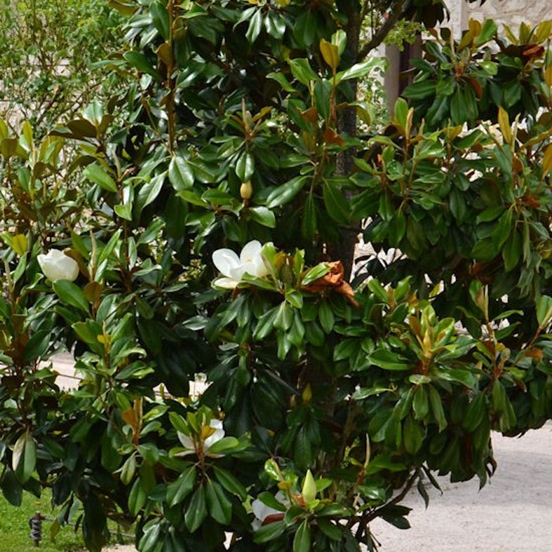 MAGNOLIA grandiflora 'Alta'