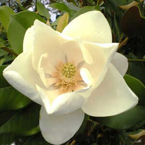 MAGNOLIA grandiflora 'Le Nantais'