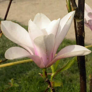 MAGNOLIA 'Heaven Scent'