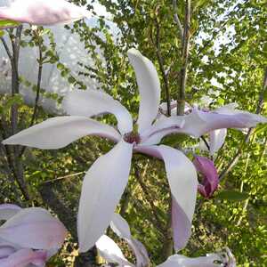 MAGNOLIA 'Jane'