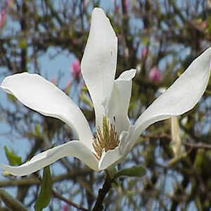 MAGNOLIA kobus