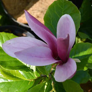 MAGNOLIA liliiflora 'Nigra'