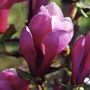 MAGNOLIA 'Lilleney'