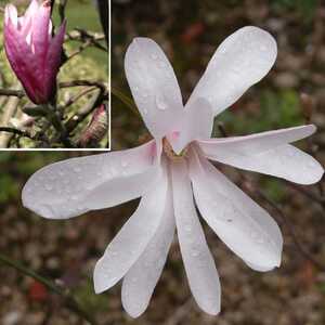 MAGNOLIA x loebneri 'Leonard Messel'