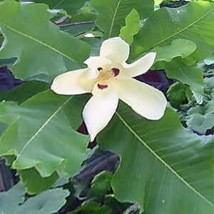 MAGNOLIA macrophylla