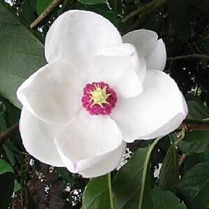 MAGNOLIA sieboldii