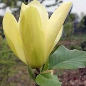 MAGNOLIA 'Solar Flair'