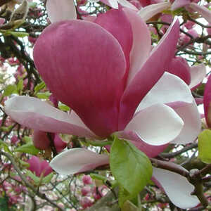 MAGNOLIA soulangeana 'Rustica Rubra'