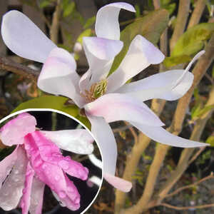 MAGNOLIA stellata 'Rosea'