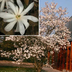 MAGNOLIA stellata