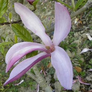 MAGNOLIA 'Susan'