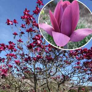 MAGNOLIA 'Vulcan'