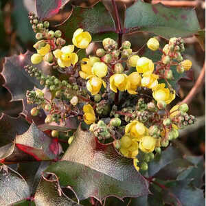 MAHONIA aquifolium