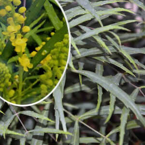 MAHONIA eurybracteata 'Soft Caress'® (cépée)