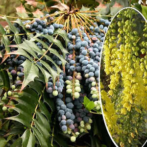 MAHONIA x media 'Charity'