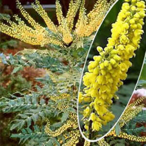 MAHONIA x media 'Winter Sun'