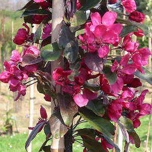 MALUS x moerlandsii 'Profusion'