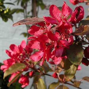 MALUS 'Nicoline'