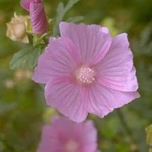 MALVA alcea 'Fastigiata'