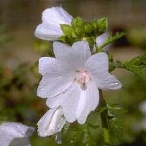 MALVA moschata 'Alba'