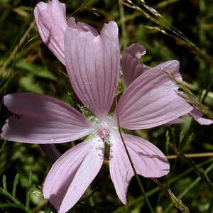 MALVA moschata