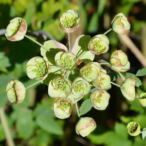 MATHIASELLA bupleuroides 'Green Dream'