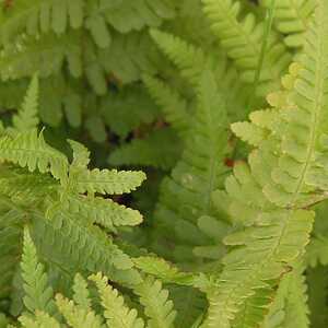MATTEUCIA struthiopteris