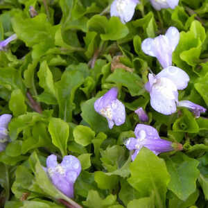 MAZUS reptans