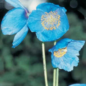 MECONOPSIS betonicifolia