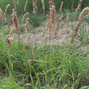 MELICA altissima 'Atropurpurea'