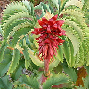 MELIANTHUS major