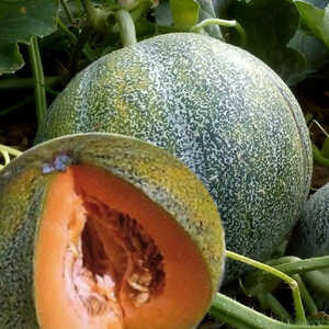 MELON 'Petit Gris de Rennes'