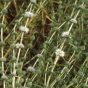 MENTHA cervina 'Alba'