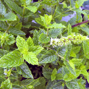 MENTHE marocaine