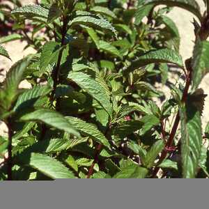 MENTHE poivrée