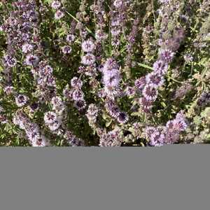 MENTHA pulegium