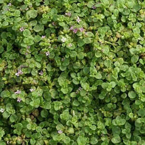 MENTHA requienii