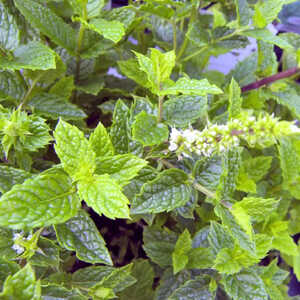 MENTHA spicata 'Nanah'