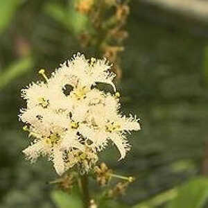 MENYANTHES trifoliata