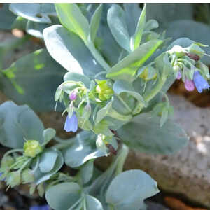 MERTENSIA maritima