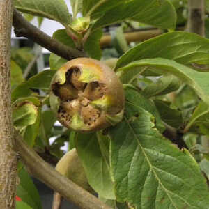 MESPILUS germanica