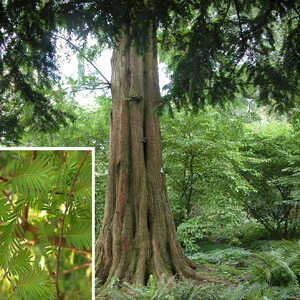 METASEQUOIA glyptostroboides