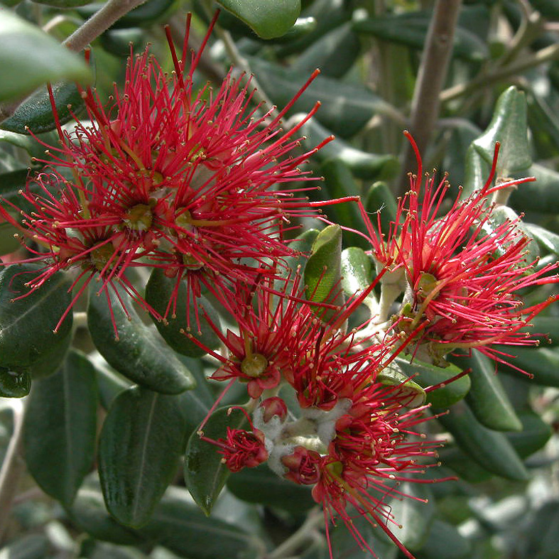 METROSIDEROS excelsa