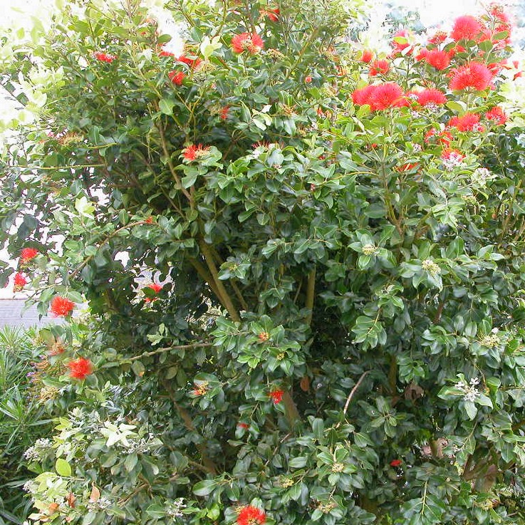 METROSIDEROS excelsa