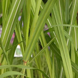 MISCANTHUS giganteus (M. floridulus)