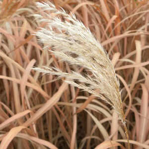 MISCANTHUS sacchariflorus