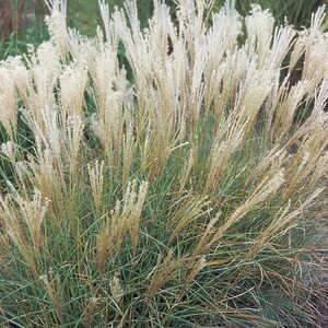 MISCANTHUS sinensis 'Adagio'