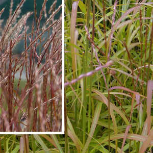 MISCANTHUS sinensis 'Afrika'