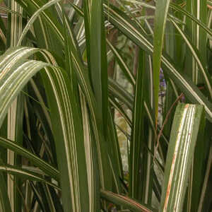 MISCANTHUS sinensis var. condensatus 'Cabaret'