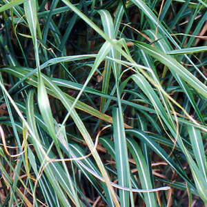 MISCANTHUS sinensis var. condensatus